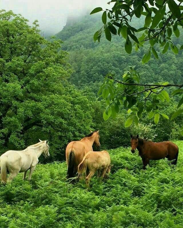 North Iran Nature and Culture 10 Day Group Tour