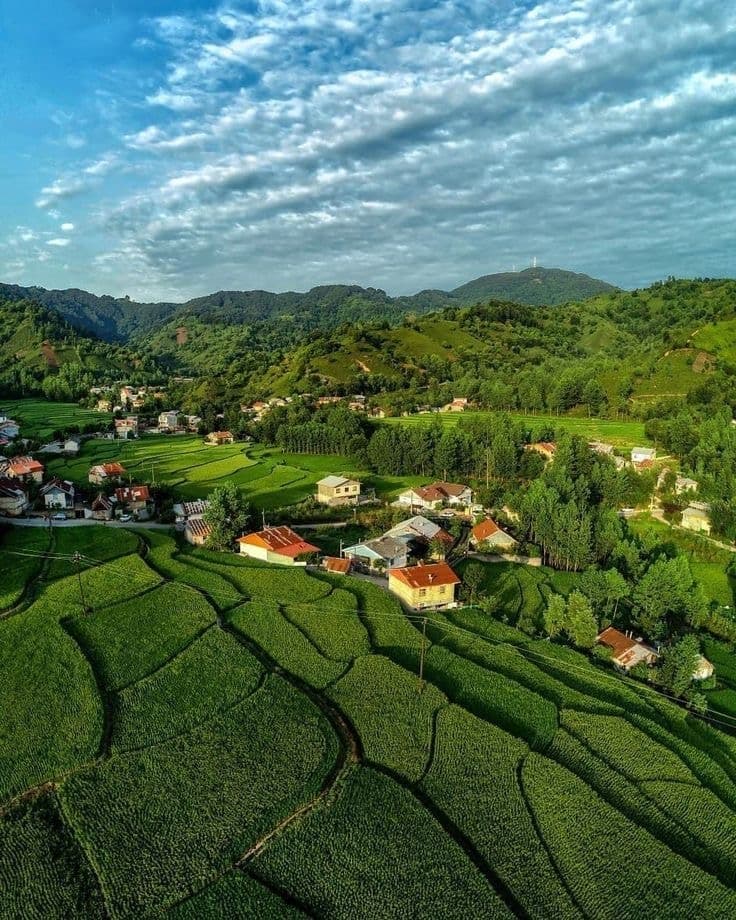 Lahijan tea traditions & gardens