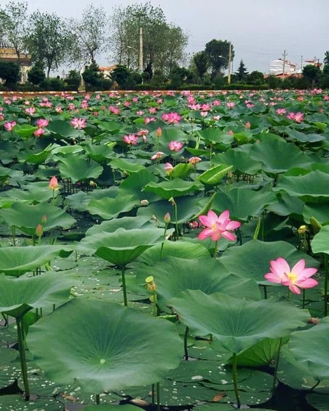 Bandar Anzali